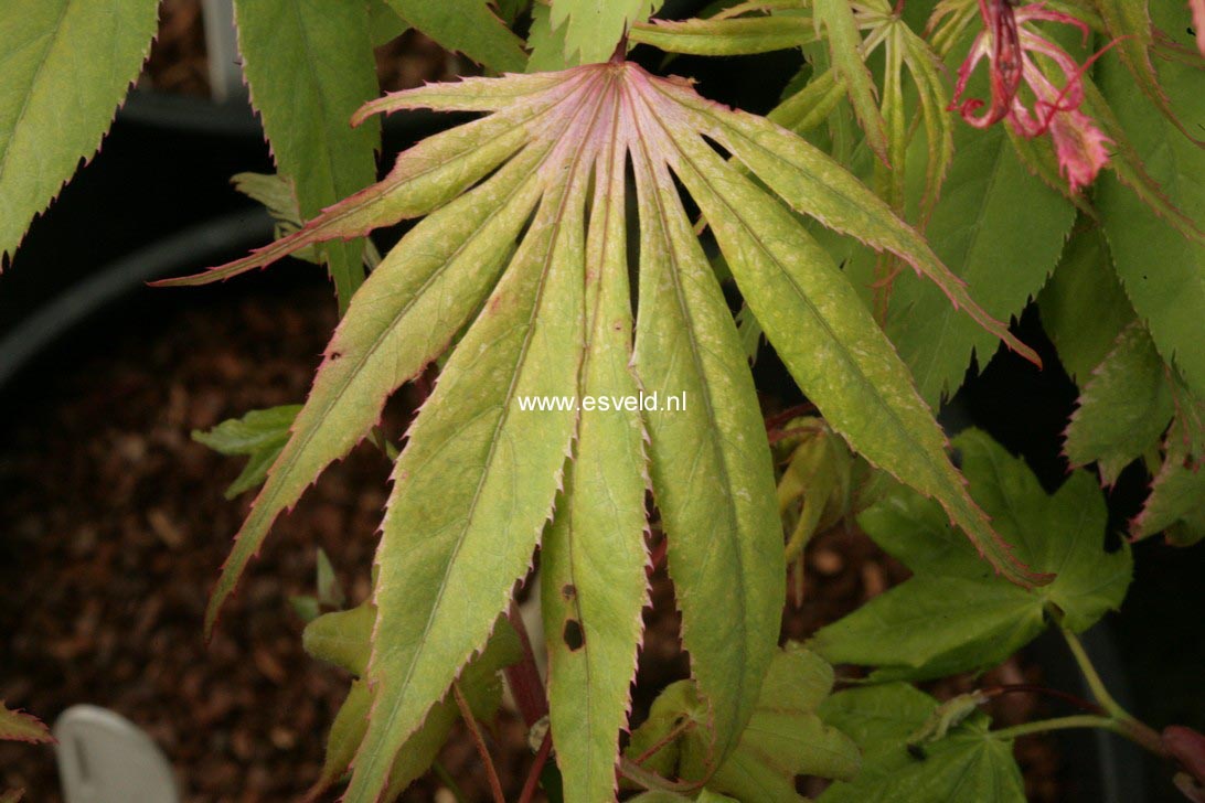Acer palmatum 'Wild Goose'