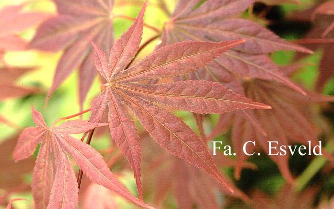 Acer palmatum 'Will's Devine'