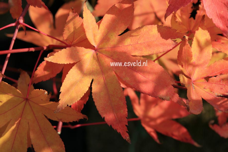 Acer palmatum 'Yama-mura'