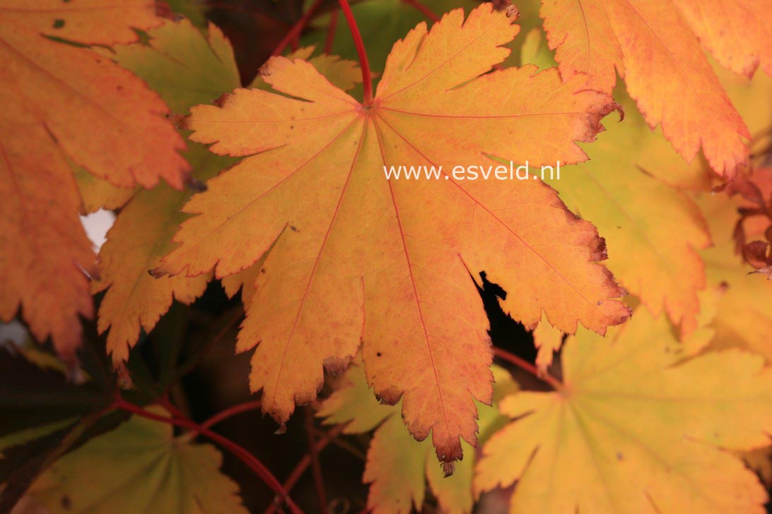 Acer palmatum 'Yama-otome'