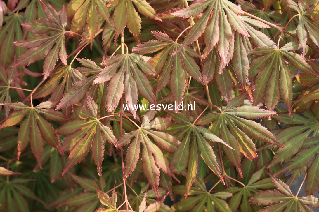 Acer palmatum 'Yamato-gire'