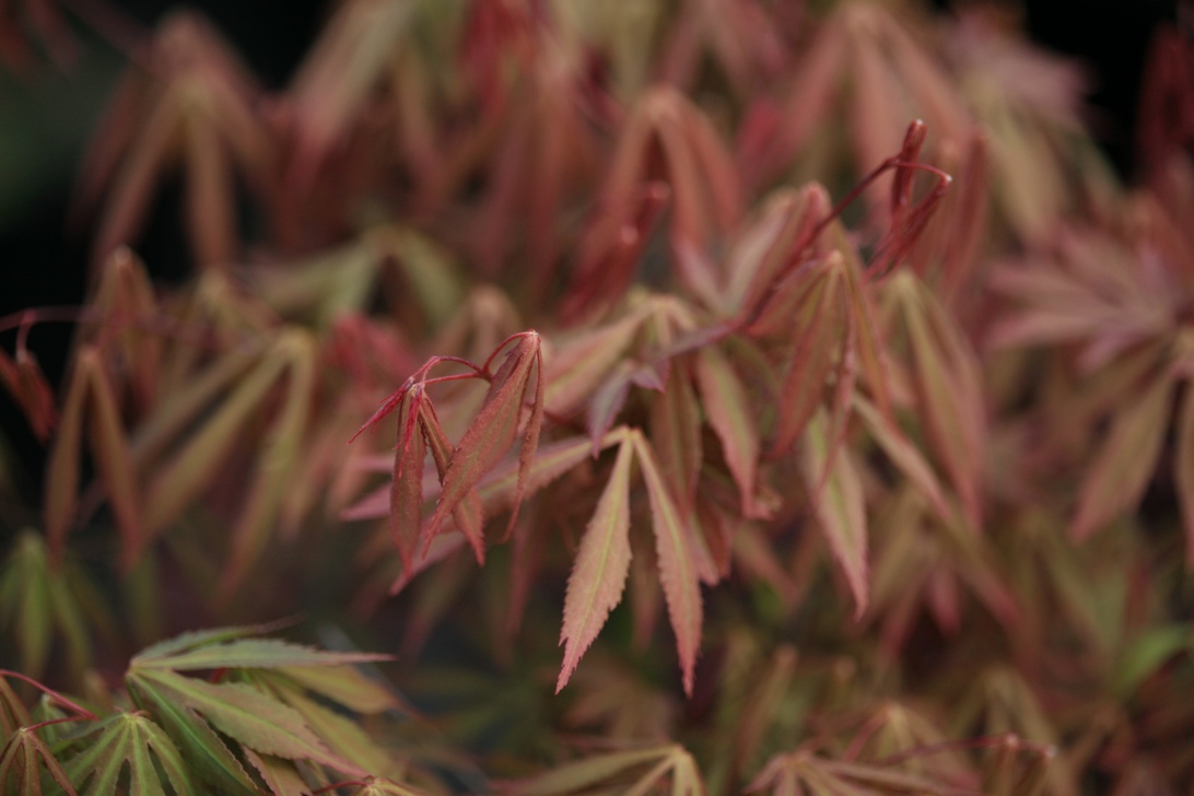 Acer palmatum 'Yoshimizu'