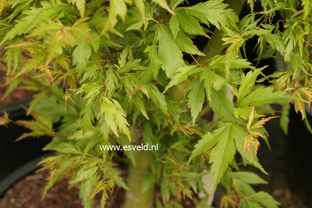 Acer palmatum 'Yushide'