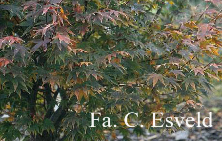 Acer palmatum ssp. matsumurae