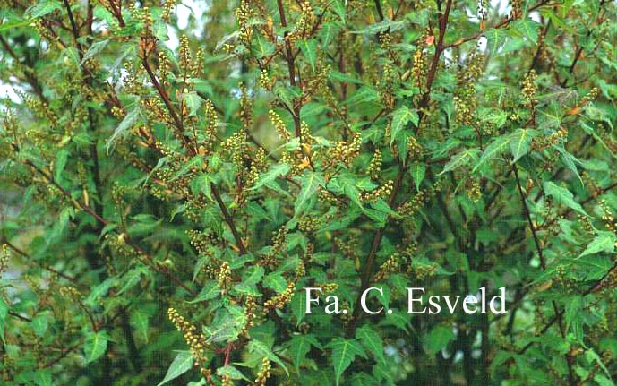 Acer pectinatum ssp. maximowiczii