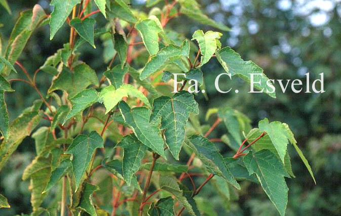 Acer pensylvanicum 'Erythrocladum'