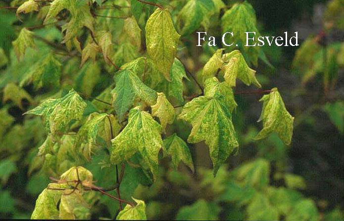 Acer pictum 'Hoshi-yadori'