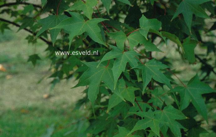 Acer pictum f. macropterum