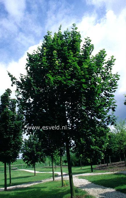 Acer platanoides 'Apollo'