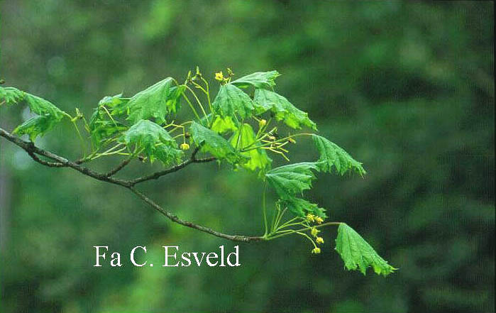 Acer platanoides 'Cucullatum'