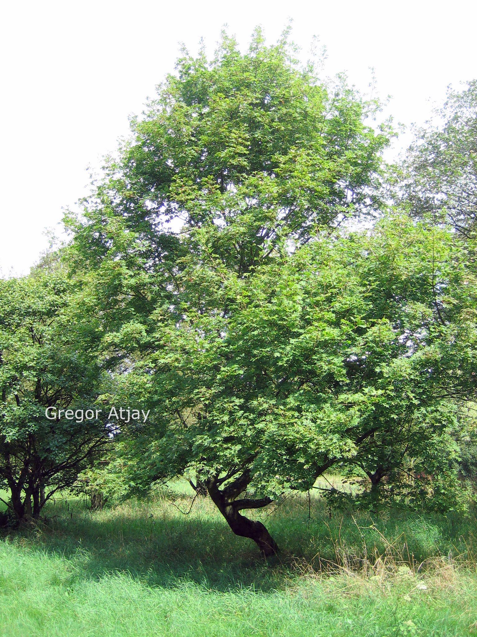 Acer platanoides 'Dissectum'