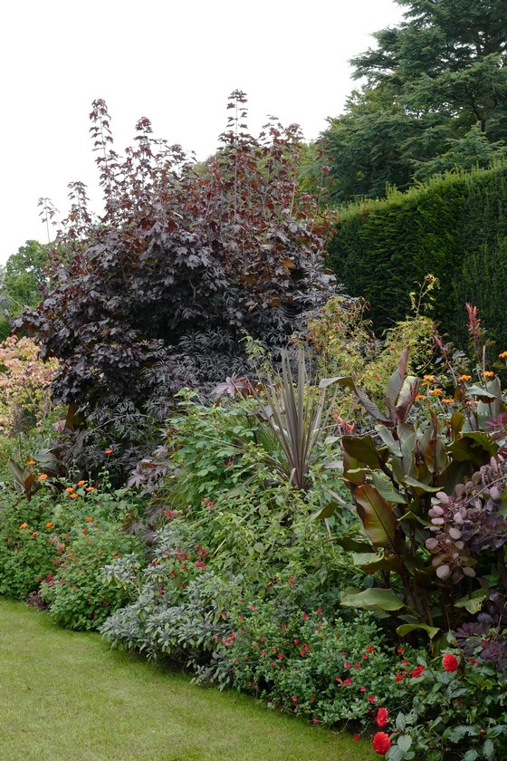 Acer platanoides 'Faassens Black'