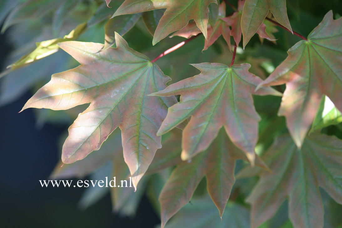 Acer platanoides 'Holata'