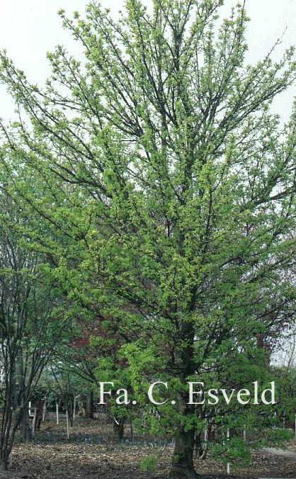 Acer platanoides 'Pyramidale Nanum'
