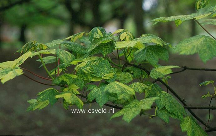 Acer pseudoplatanus  f. variegatus
