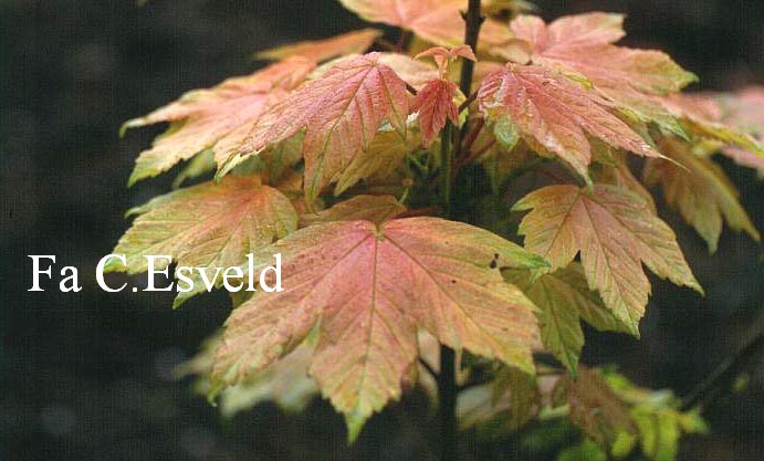 Acer pseudoplatanus 'Leat's Cottage'