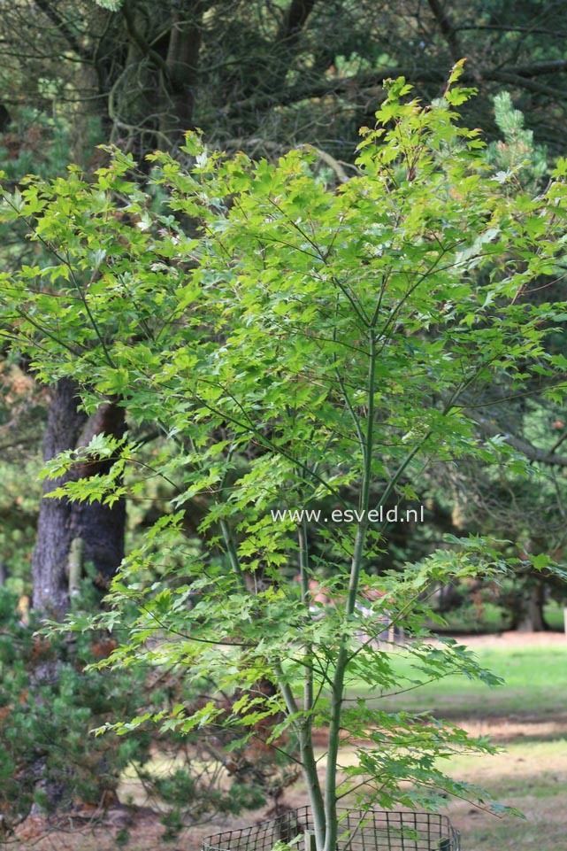 Acer robustum