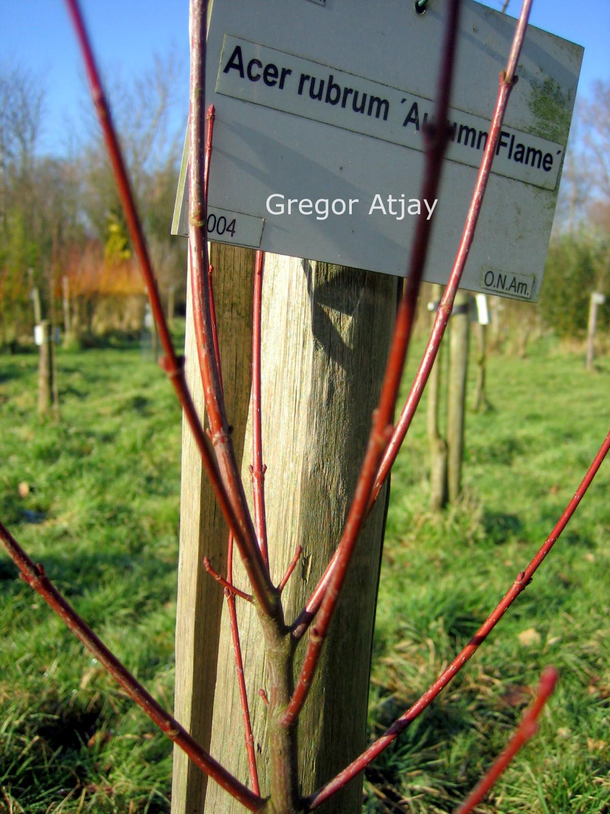 Acer rubrum 'Autumn Flame'