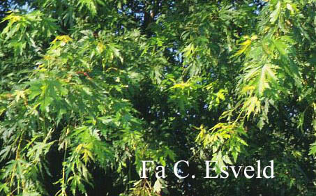 Acer saccharinum 'Beebe's Cutleaf Weeping'