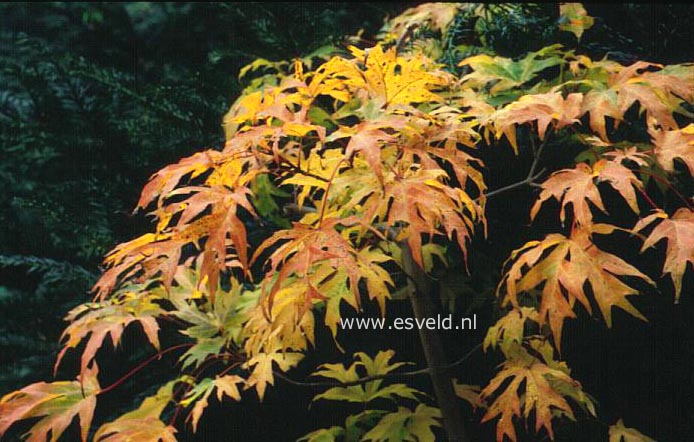 Acer saccharum 'Sweet Shadow Cutleaf'