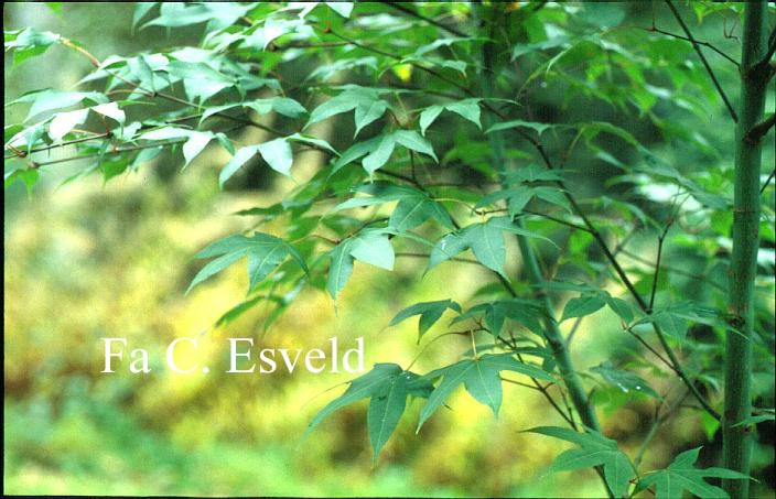 Acer schneiderianum