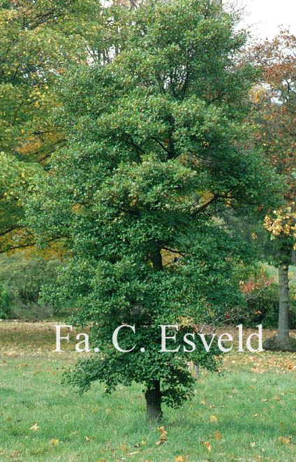 Acer sempervirens