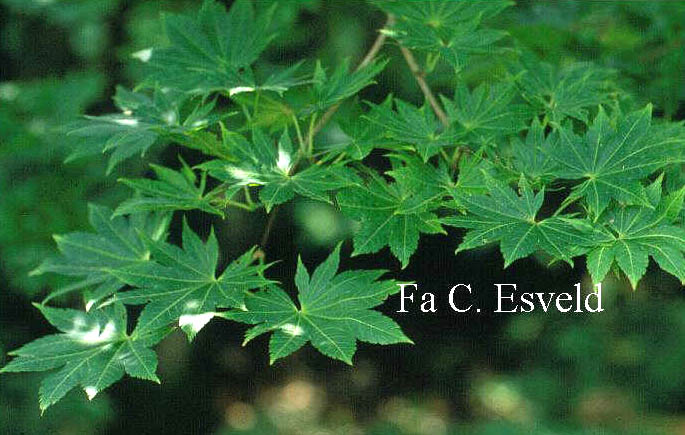 Acer shirasawanum 'Diana'