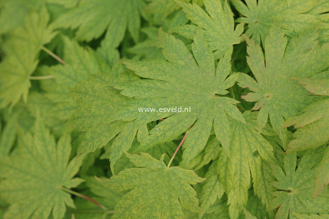 Acer shirasawanum 'Keikan-zan'