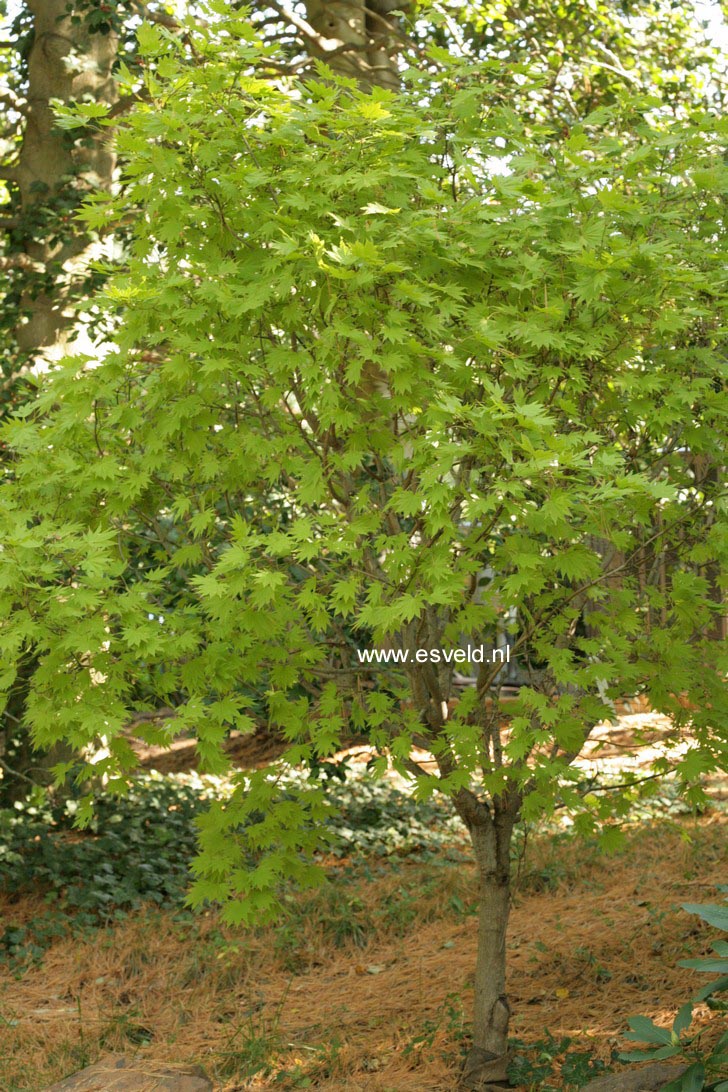 Acer shirasawanum 'Munn001' (MOONRISE)