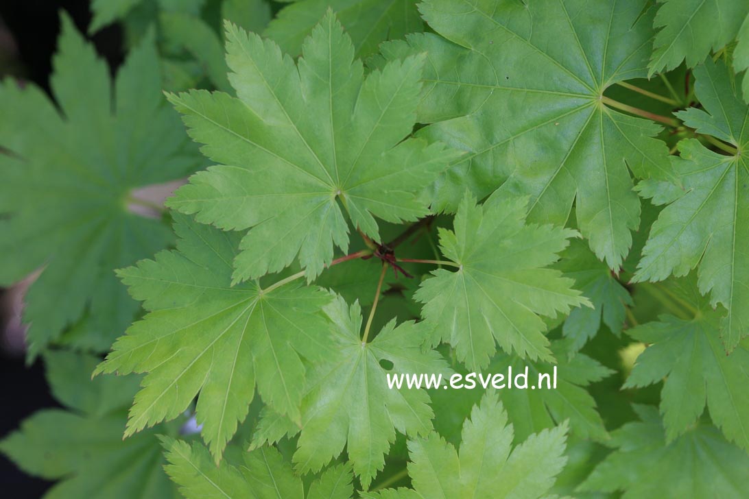 Acer shirasawanum 'Nikko'