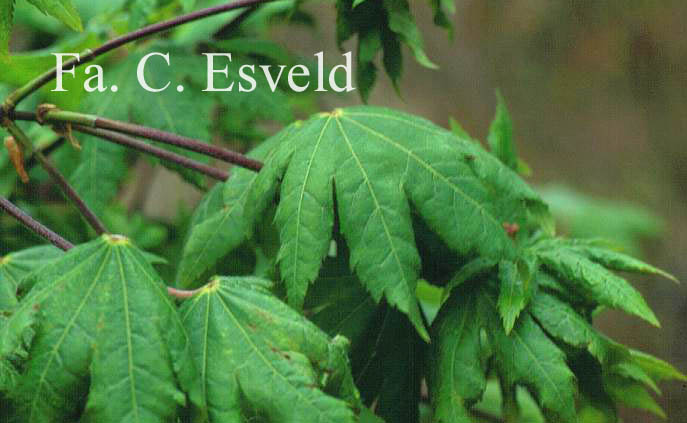 Acer sieboldianum 'Kinu-gasa-yama'
