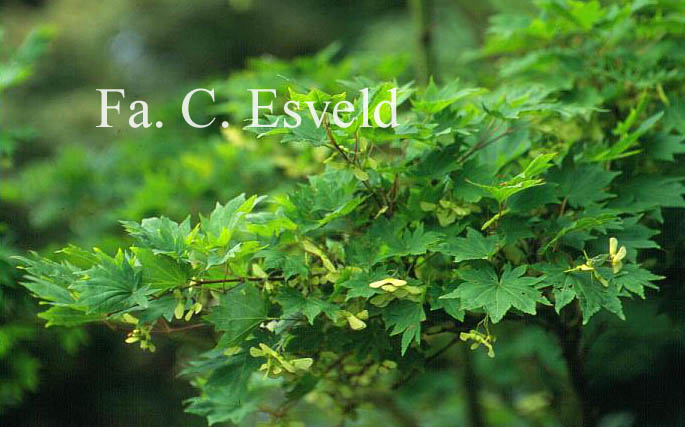 Acer sieboldianum 'Mi-yama-nishiki'