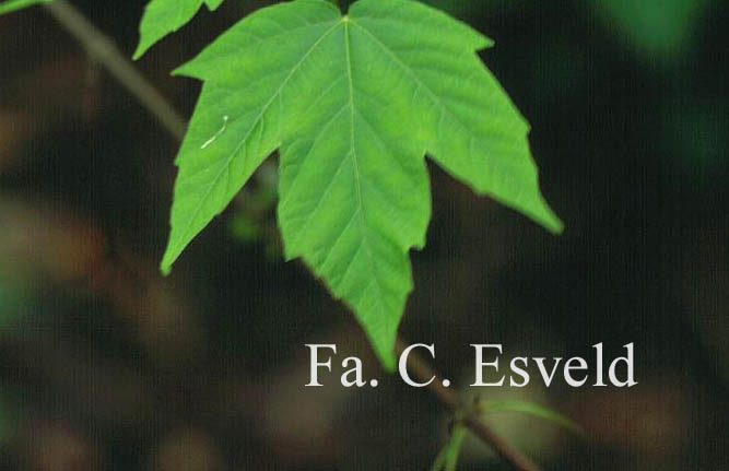 Acer sinopurpurascens