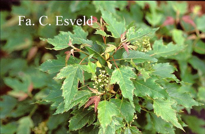 Acer tataricum 'Emerald Elf'