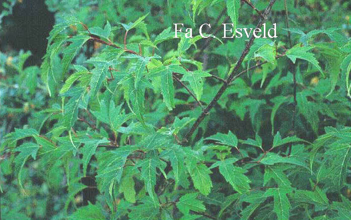 Acer tataricum 'Fire'