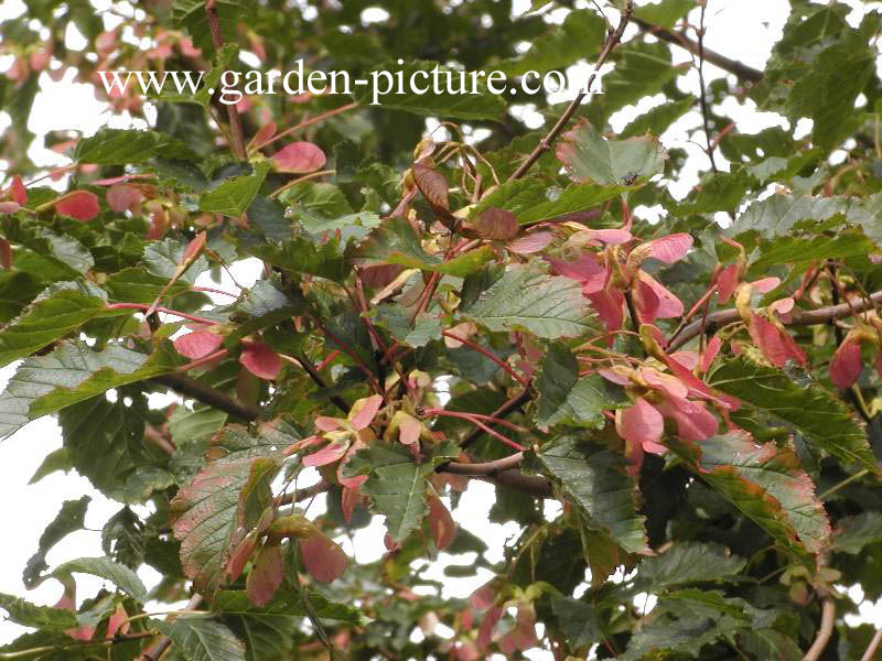 Acer tataricum 'Flame'