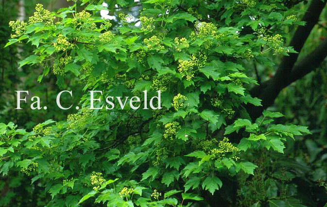Acer tataricum ssp. aidzuense
