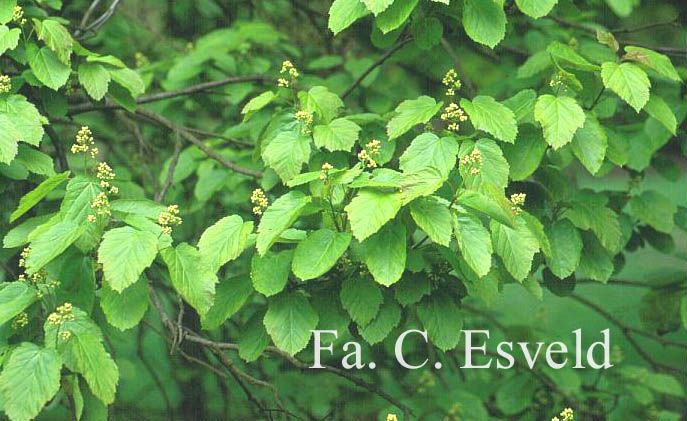 Acer tataricum