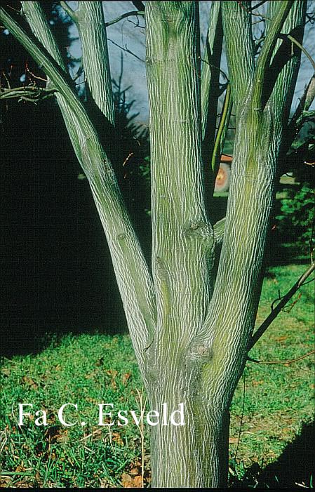 Acer tegmentosum 'White Tigress'