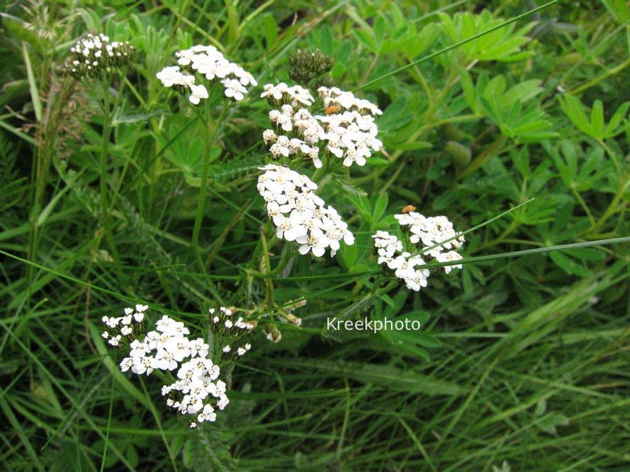 Achillea millefolium