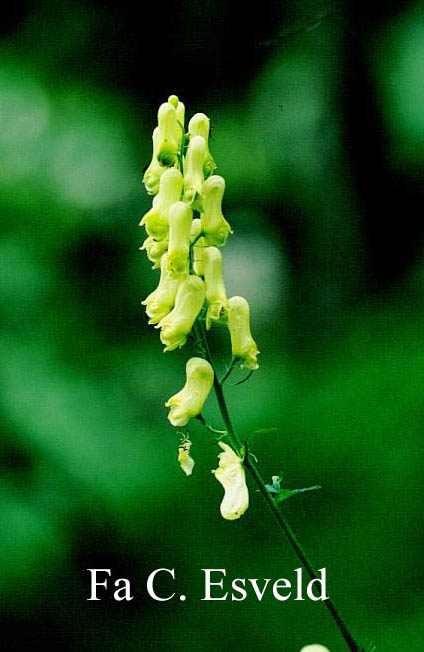 Aconitum vulparia