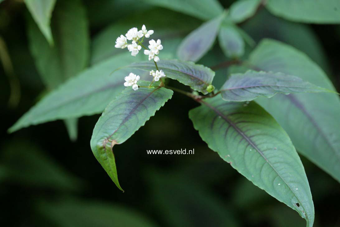 Aconogonon campanulatum