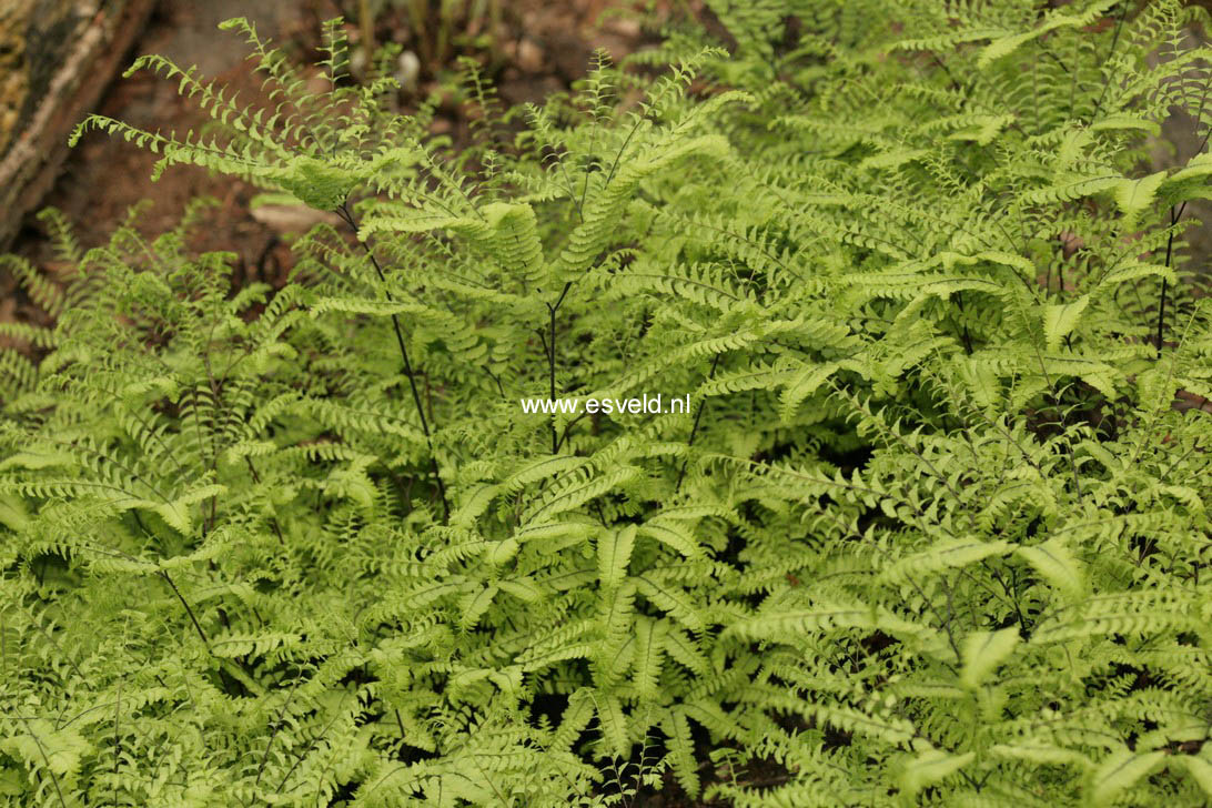 Adiantum pedatum 'Imbricatum'