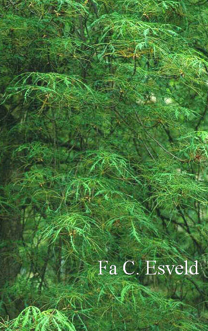 Aesculus 'Laciniata'