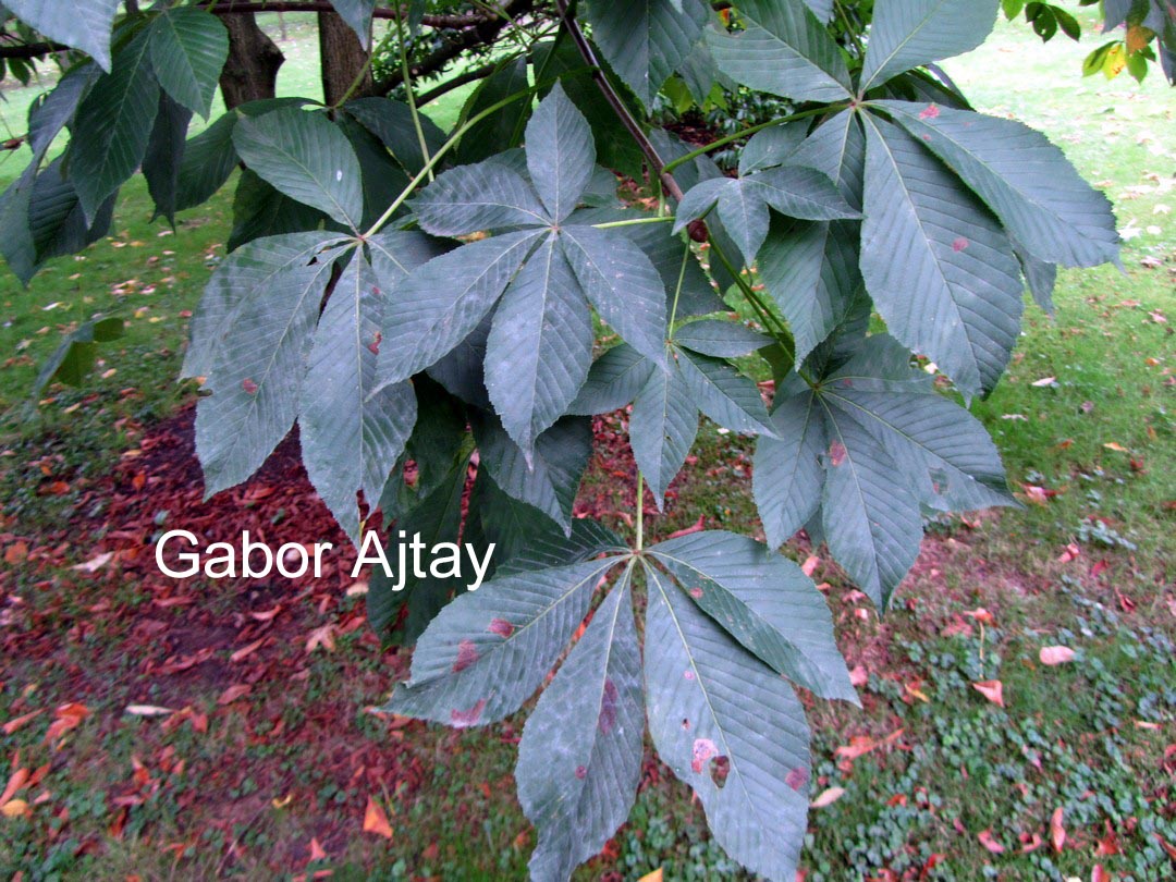 Aesculus dallimorei