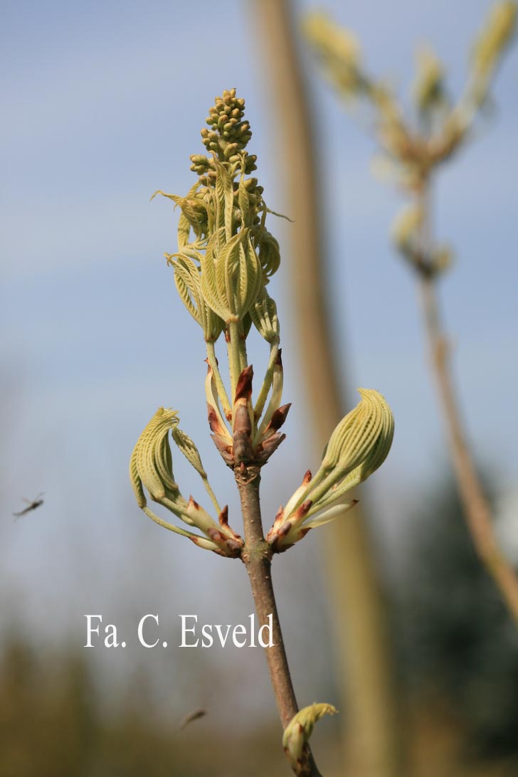 Aesculus glabra var. arguta