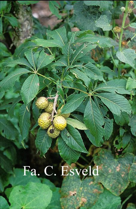 Aesculus glabra