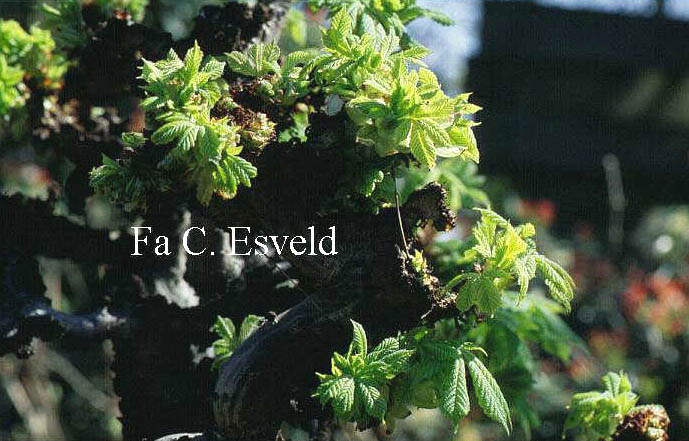 Aesculus hippocastanum 'Crispa'