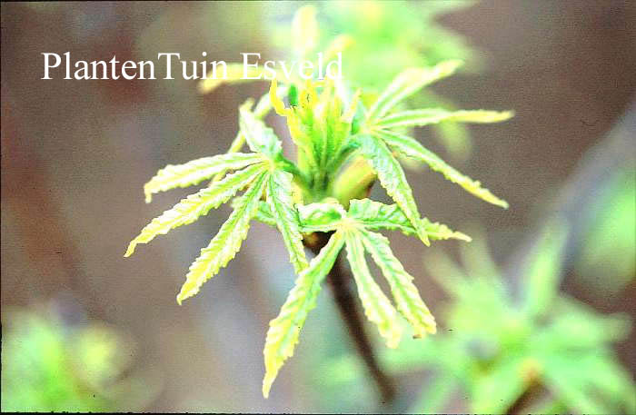 Aesculus hippocastanum 'Digitata'