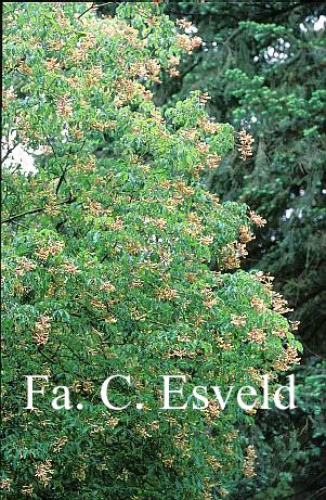 Aesculus mutabilis 'Penduliflora'